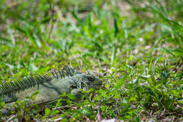 Iguana in Casanare grass, Colombian wildlife