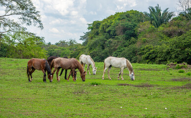 Horses grazing in lush green fields under a cloudy sky in Casanare, Colombia