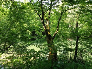 Fototapeta premium A beautiful hornbeam tree grows on top of a mountain in a forest above a river that flows in a gorge below. The trunk of a tree overgrown with green forest moss above the surface of a reservoir with c