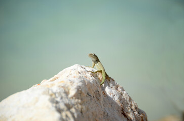 Tiny green gecko on a white rock looking at the camera