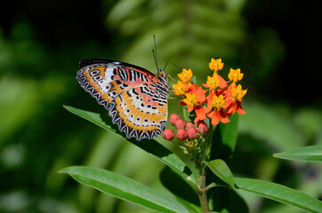 Beautiful orange black and pink butterfly on yellow and red flower