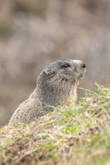 Cute alpine marmot, Marmota marmota, emerging from the hole, on a spring day in the Italian Alps,...