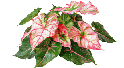 Red Caladium leaves pattern or elephant ear on white background,png