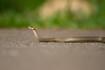 snake crawls along the road