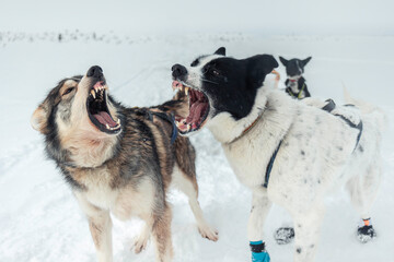 Two sled dogs, a husky and a mixed breed, are baring their teeth and barking playfully in a snowy landscape during a dog sledding adventure, Hetta, Lapland, Finland © Carla Tracy
