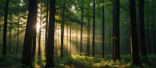 beautiful rays of sunlight in a green forest  | morning in the forest