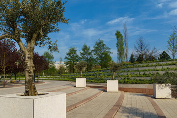 Beautiful olive trees (Olea europaea) in city park Krasnodar. Public landscape 'Galitsky park' for...