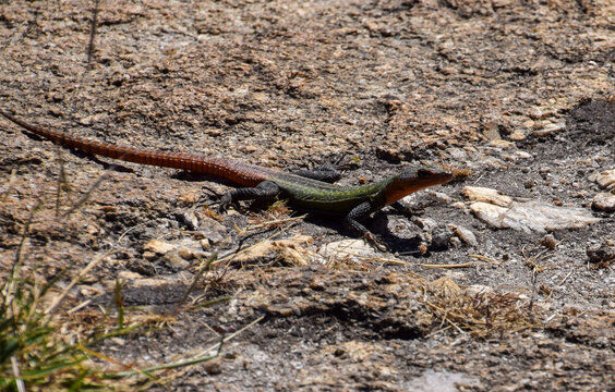 A colourful common flat lizard on a rocky landscape in Zimbabwe.