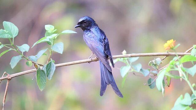Ashy drongo bird