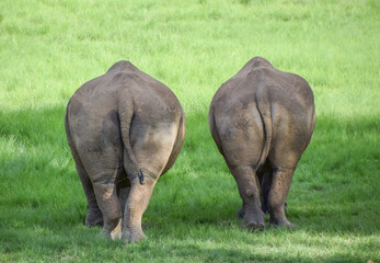 Rear view of a pair of white rhinoceroses in a wildlife sanctuary in Zimbabwe.