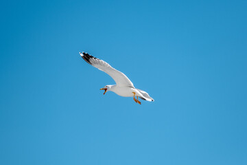seagull in the sky