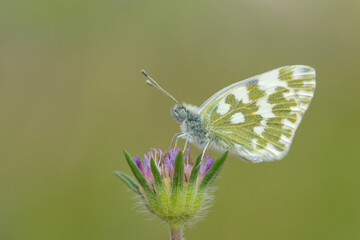 butterfly on a flower
