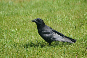 Crow on lawn