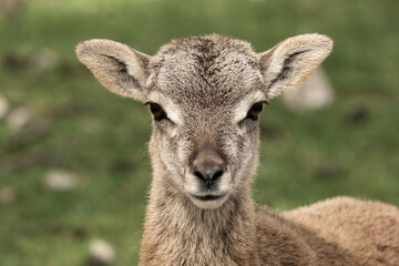 Fallow deer looking into the camera, portrait