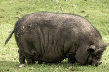 beautiful pot bellied pig feeding on the meadow © Ulrich