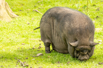 beautiful pot bellied pig feeding on the meadow © Ulrich
