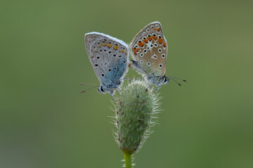 butterfly on a flower