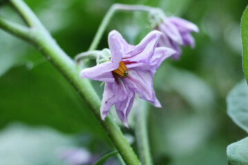 Fototapeta premium Flowering eggplant in garden. Close up.