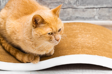 red cat lies on a scratching post.