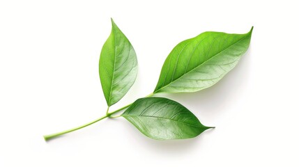 Fototapeta premium Close-up of green tree leave. A watercolor representation highlighting natural beauty is isolated on a white background. Generative AI. 