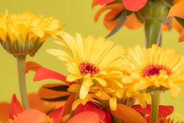 Vibrant yellow and orange flower petals.
