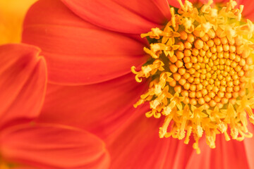 The vibrant orange and yellow of Tithonia rotundifolia.