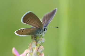 butterfly on a flower