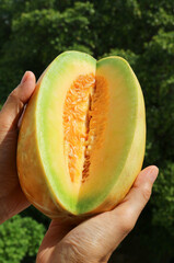 Hand Holding Cut Fresh Ripe Thai Melon with Blurry Green Foliage in the Backdrop