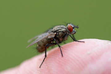fly on leaf