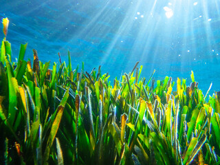 ray, underwater, light, sunlight, sea, blue, water, ocean, sun surface, background, sun light,...