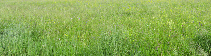 Natural green grass background