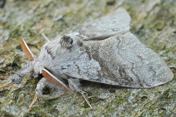 Closeup on the European Pale tussock moth, Calliteara pudibund sitting on wood