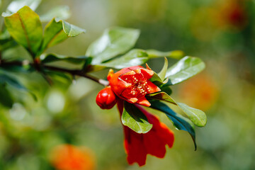 Wild red pomegranate flower, nature background