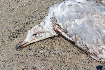 Dead bird, juvenile seagull lying on sandy beach in ital