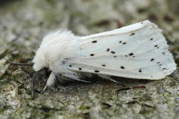 Closeup on the white ermine tussock moth, Spilosoma lubricipeda