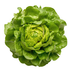 Fototapeta premium isolated png green lettuce, GENERATIVE AI