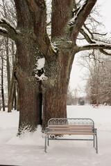 Bench for lovers under a beautiful tree in winter