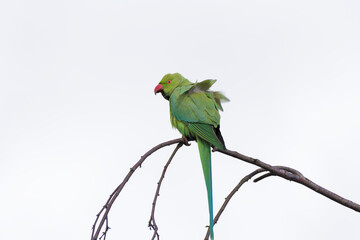 Une perruche à collier (Psittacula krameri) perchée sur la cime d'un bouleua