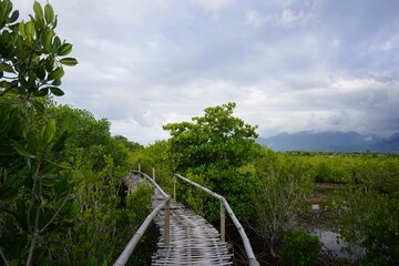 Fototapeta premium Mangrove Pathway with Mountain View