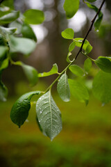 Green leaf with water droplets in the forest natural