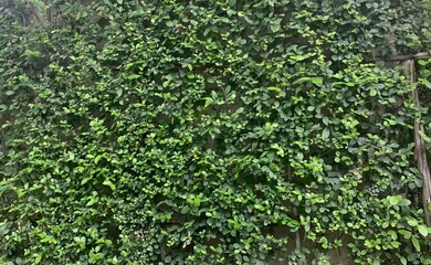 green bush of bright day, nature in big city park, green environment and good life.