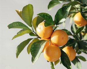 Bright orange fruits hanging from a green leafy tree branch against a light background, illustrating freshness and natural produce.