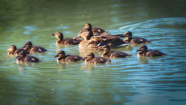 Une m&egrave;re et ses canetons