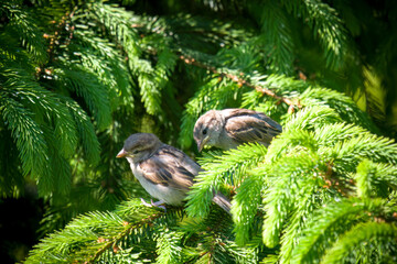 young sparrows perching on a twig from a spruce at a sunny spring day