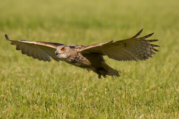 Eurasian eagle owl (Bubo Bubo Sibiricus) with beautiful pale brown feathers and vivid orange colored eyes flying over meadow with wide spread wings