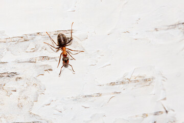 Ant on a birch tree