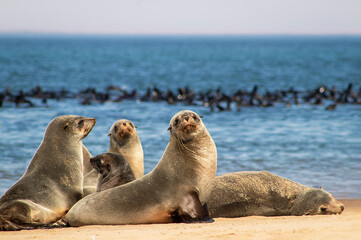 Wildlife animals. Fur seals colony enjoy the heat of the sun at the Cape Cross seal colony in...