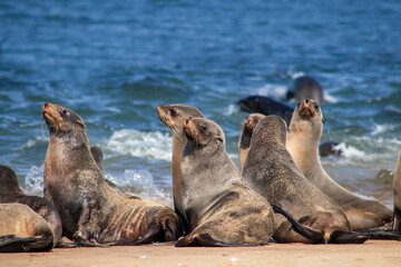 Wildlife animals. Fur seals colony enjoy the heat of the sun at the Cape Cross seal colony in Namibia, Africa.