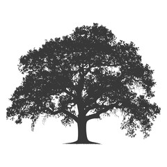 Fototapeta premium Silhouette oak tree full black color only