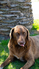 Large homeless dog with a sad expression, searching for food and shelter on the streets.